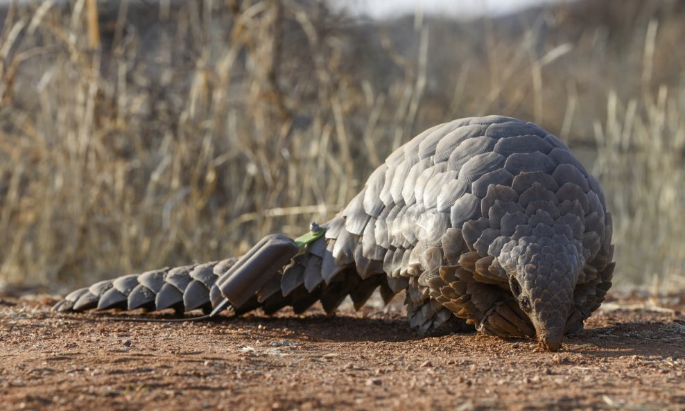 Ljuskavac ili pangolin inspirirao je znanstvenike da izrade minijaturnog savitljivog robota