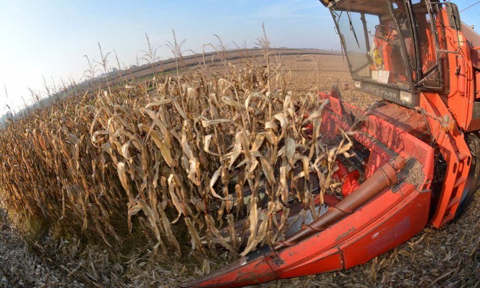 Žetva kukuruza u Hrvatskoj