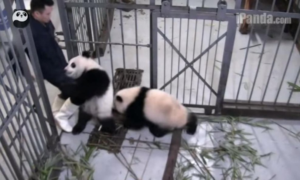panda funvideo
