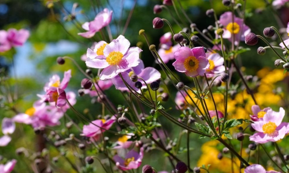 Japanske anemone