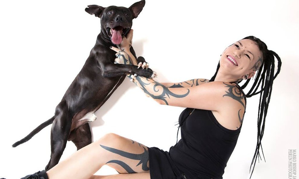 pas pit bull dream i Irena