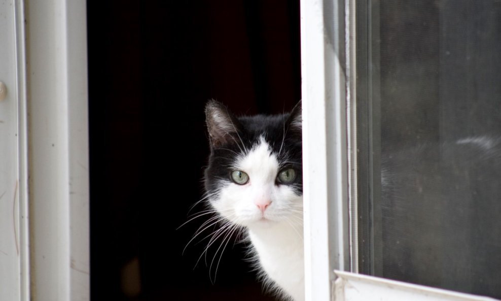 mačka na prozoru