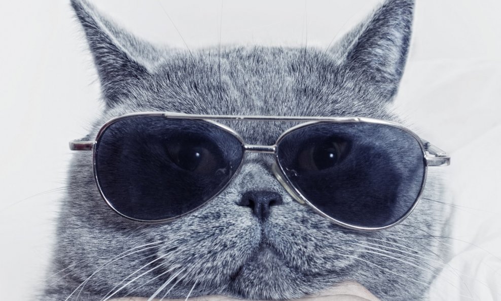 mačka naočale