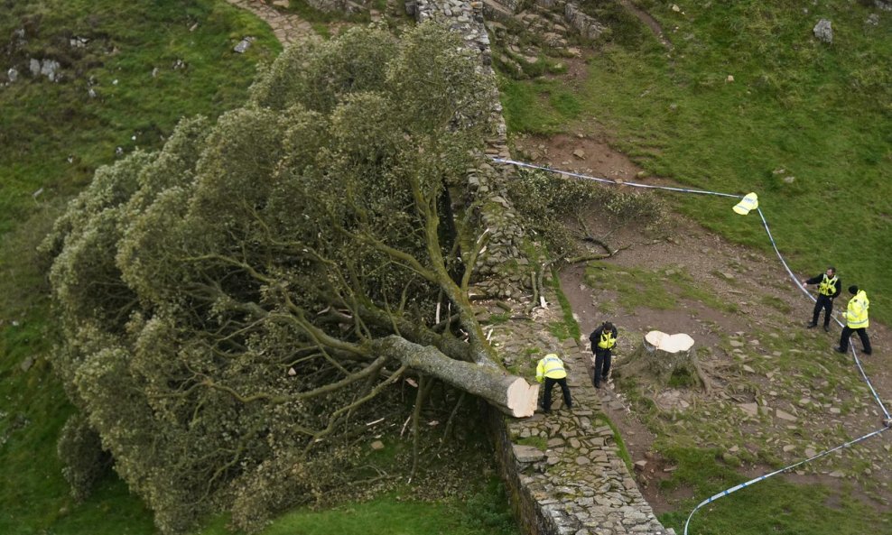 Srušeno stablo - ilustracija