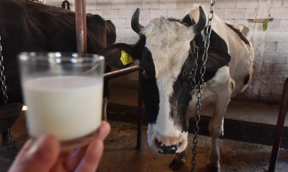 Potječe li mlijeko trgovačkih robnih marki u Hrvatskoj zaista s domaćih farmi?