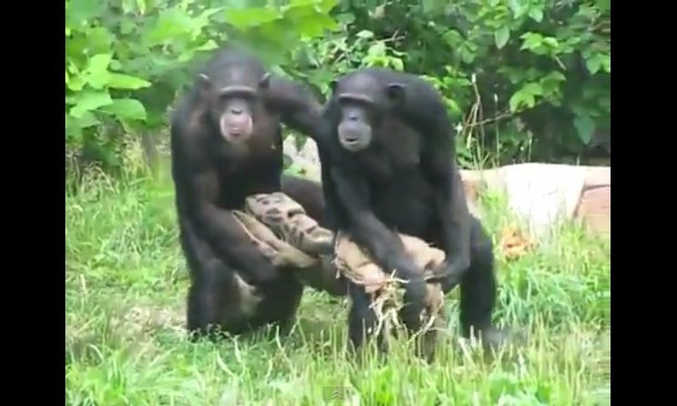 čimpanze