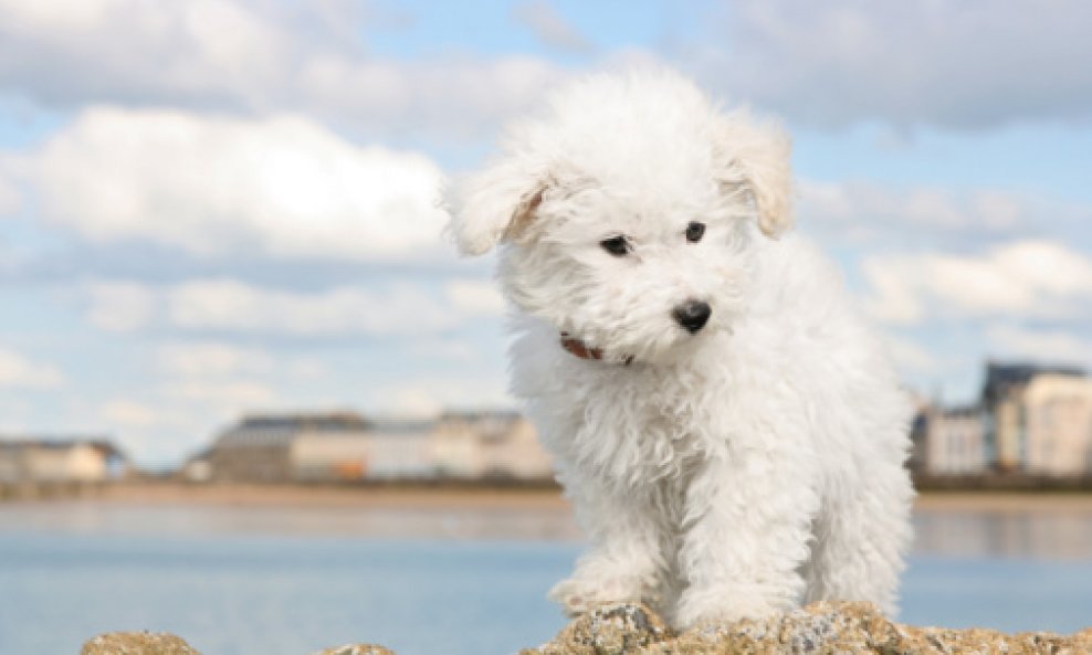 bichon pas