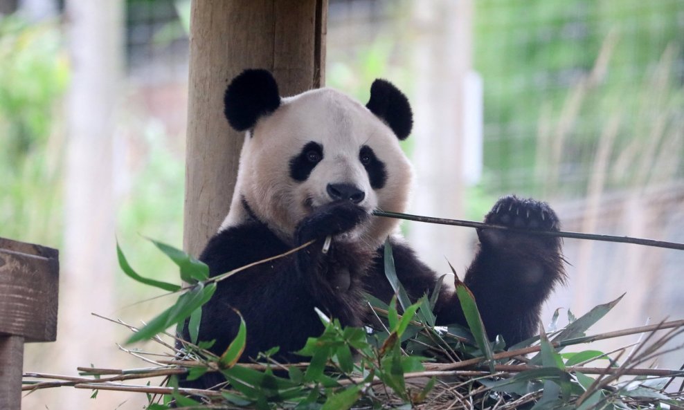 Jedna od pandi koje su vraćene u Kinu