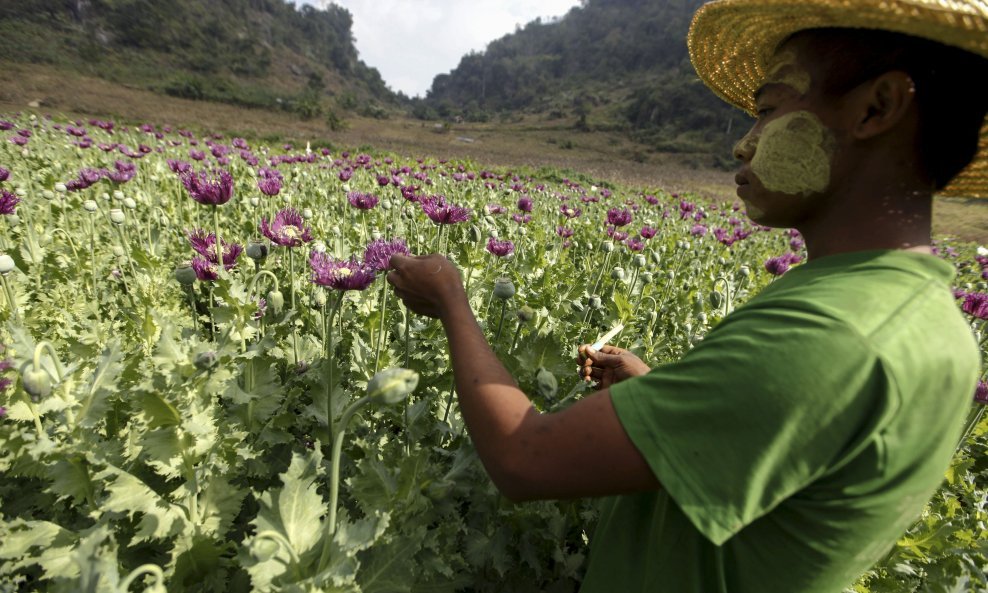 Ilustracija/Uzgajivač iz Mjanmara vadi sirovi opijum za preradu u heroin na polju maka