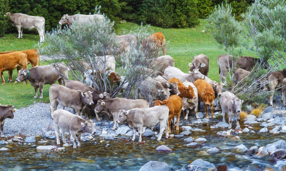 Sve je manje vode za krave u Aragonu