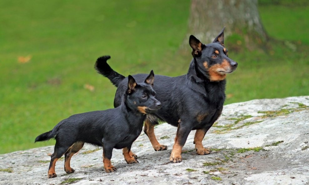 Lancashire heeler najdugovječnija je pasmina pasa