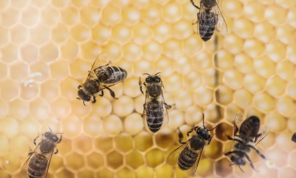 Pčele, ilustrativna fotografija