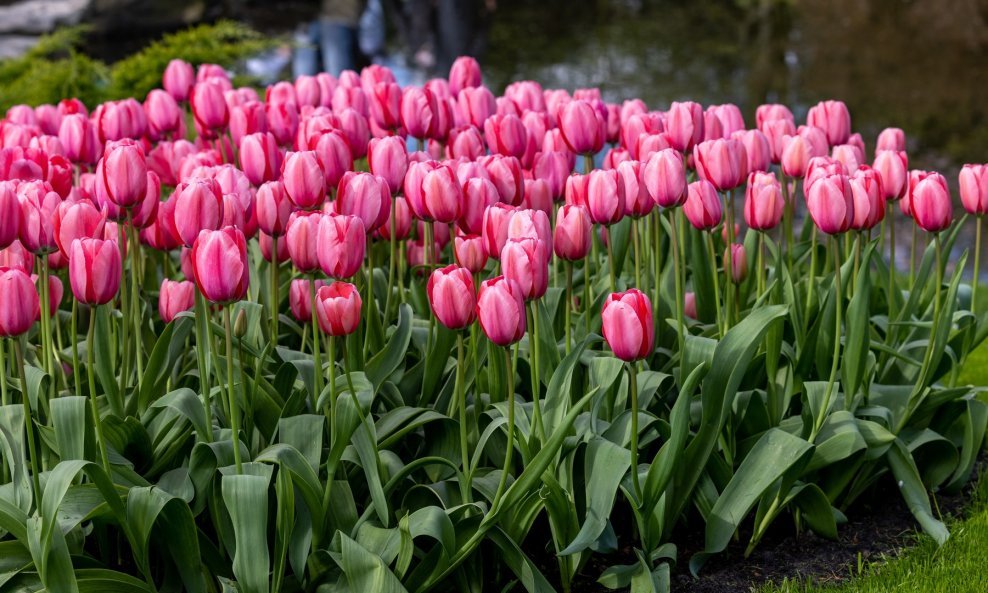Kod tulipana treba pripaziti da ih se ne sadi prerano