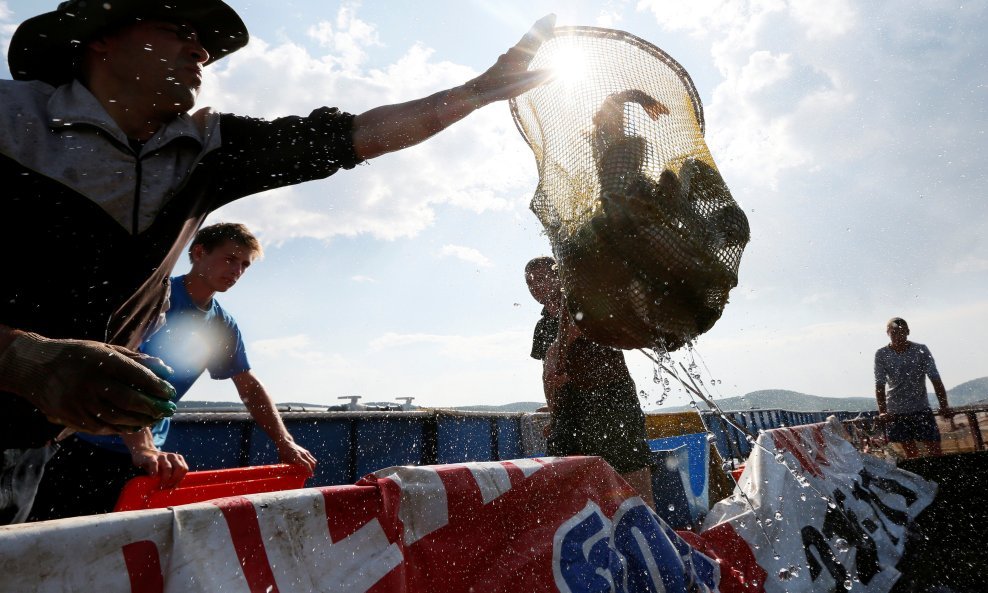 Employees unload trout from a pool before weighing at a fish farm of the Maltat fish-breeding and fish-canning complex on the Yenisei River in the village of Primorsk in Krasnoyarsk region, Siberia, Russia, June 21, 2016. REUTERS/Ilya Naymushin