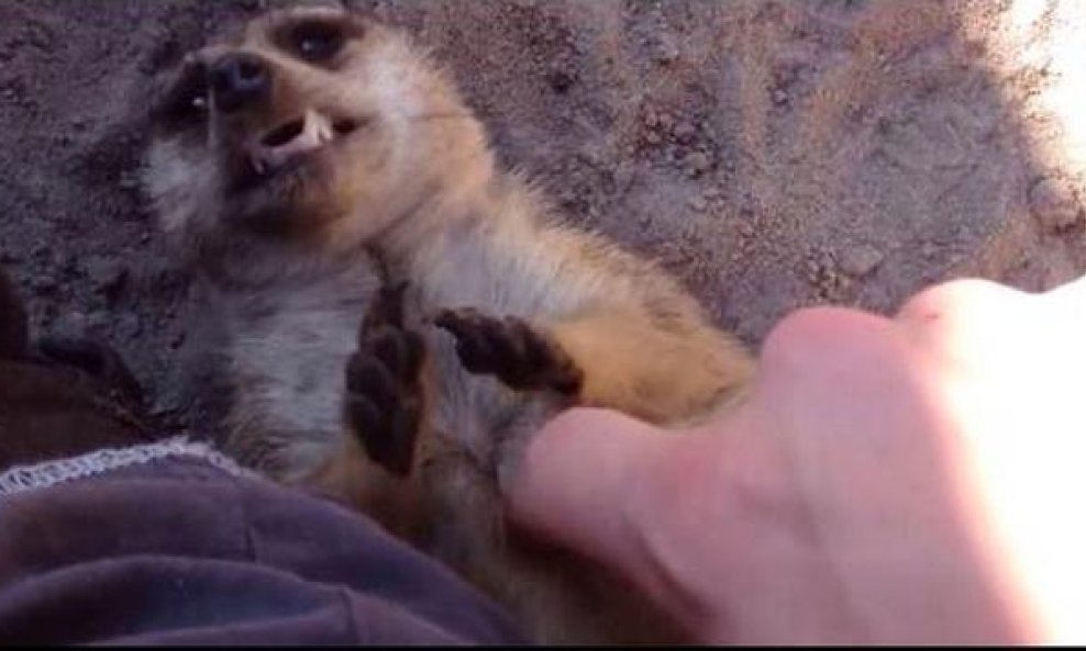 merkat funvideo