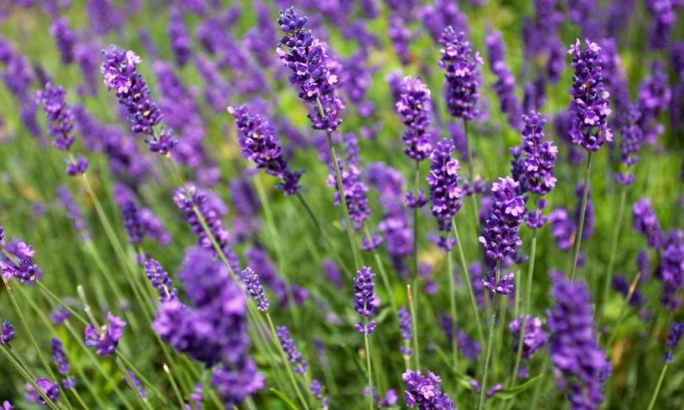 Lavanda cvate tijekom ljeta