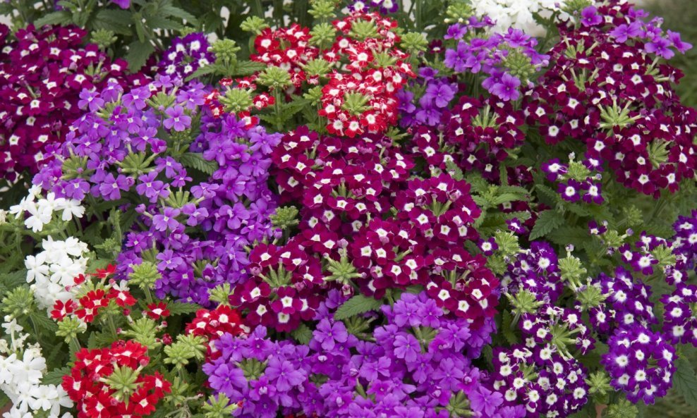 Verbena