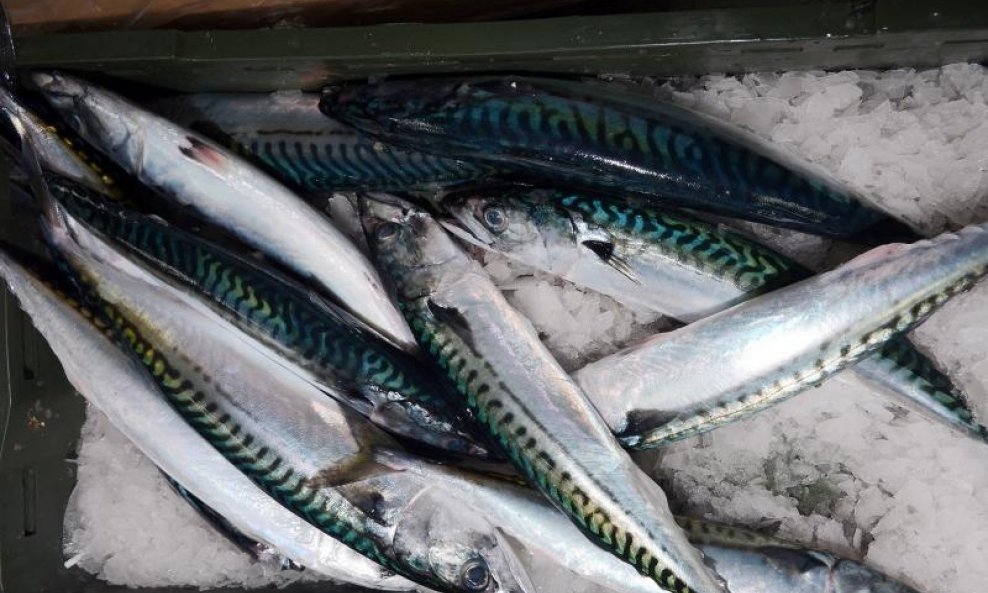 Dobra ponuda razne ribe u ribarnici na Gradskoj tržnici Kontroba (3)