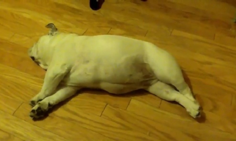 buldog se svadja u snu funvideo