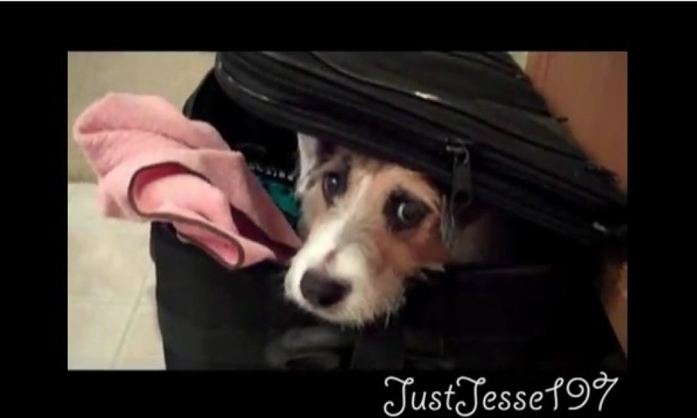 Jack Russell Jesse