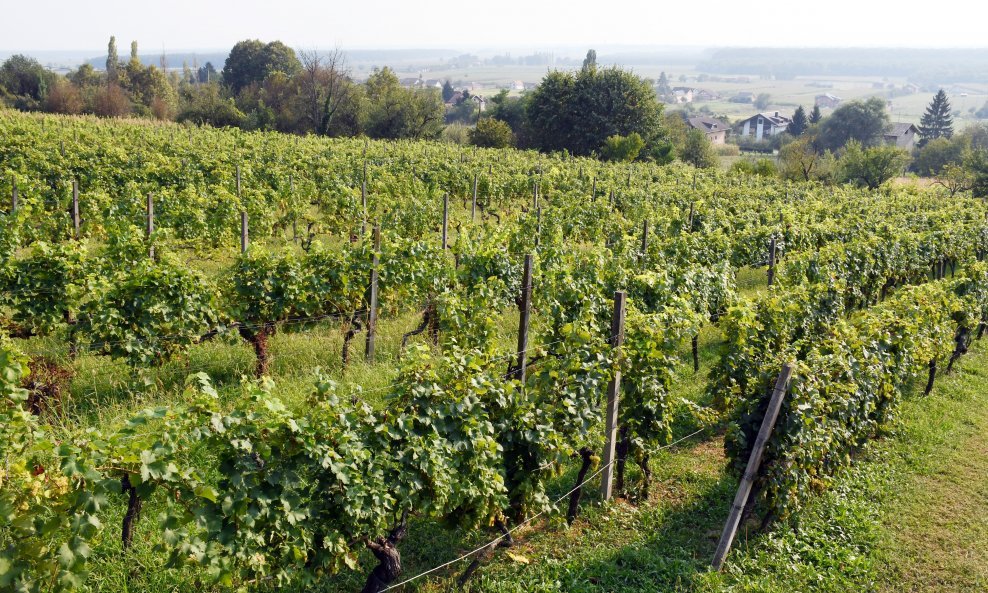 Moslavački vinogradi / Ilustracija