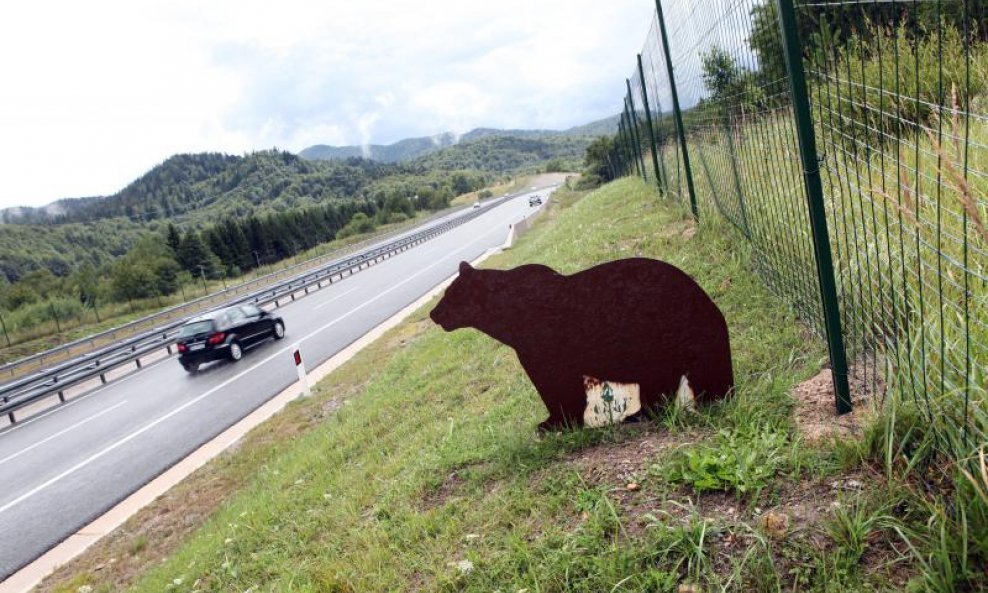 Medvjed autocesta ARZ