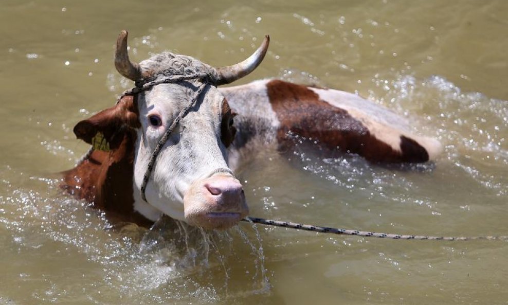 Krava u poplavi