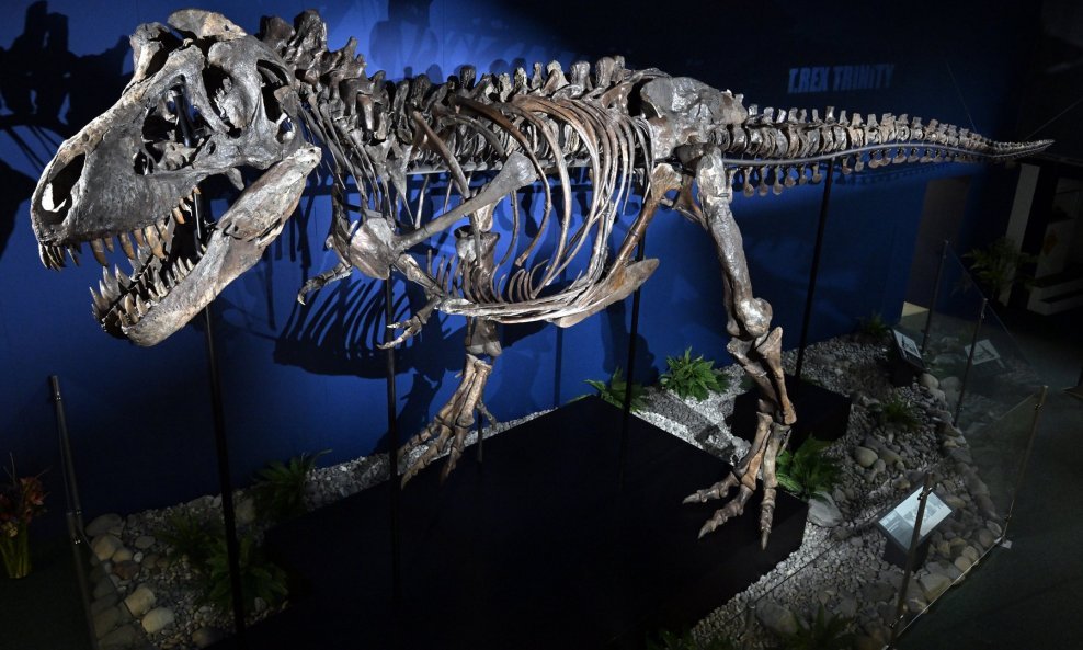 Tyrannosaurus rex