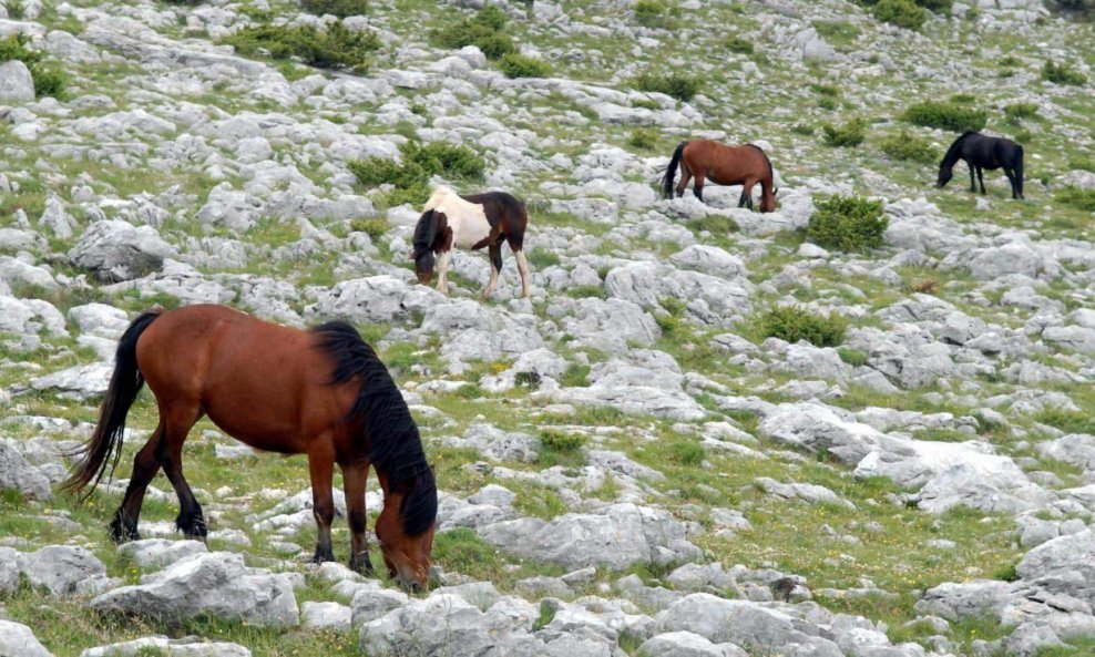 KONJI OGORJE ZAGORA KRŠ