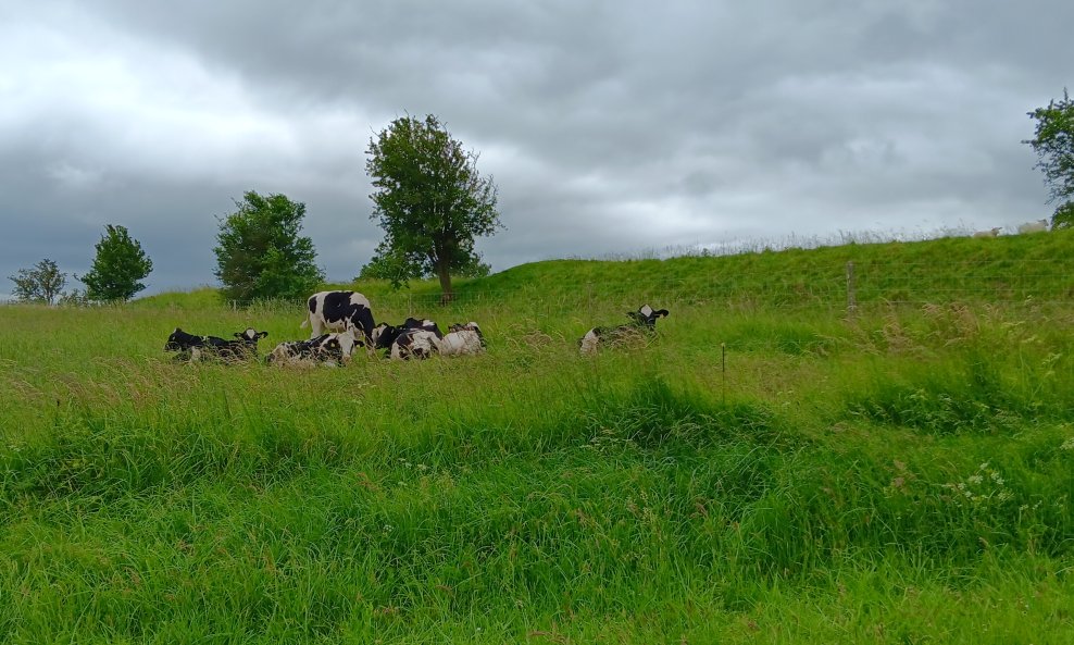 Danska, goveda u polju
