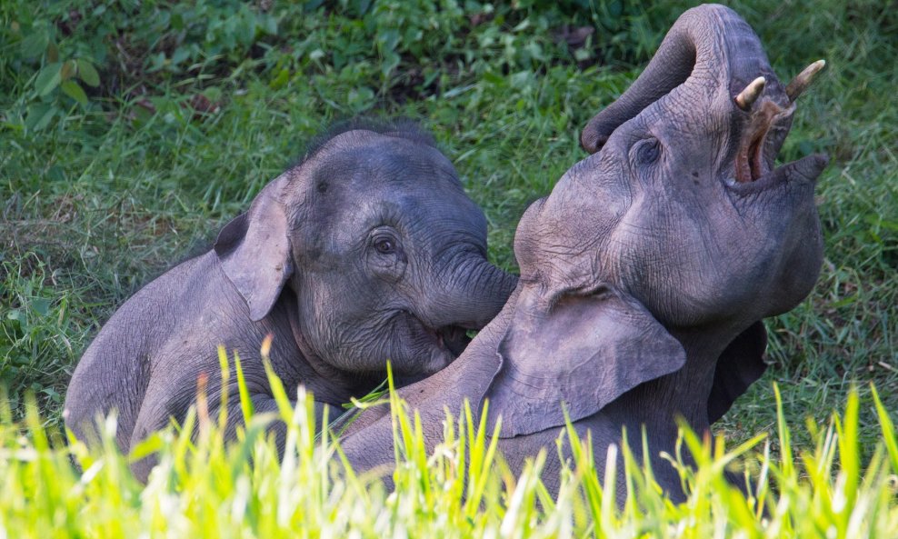 Ilustrativna fotografija