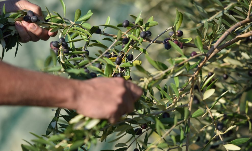 Berba maslina, ilustrativna fotografija