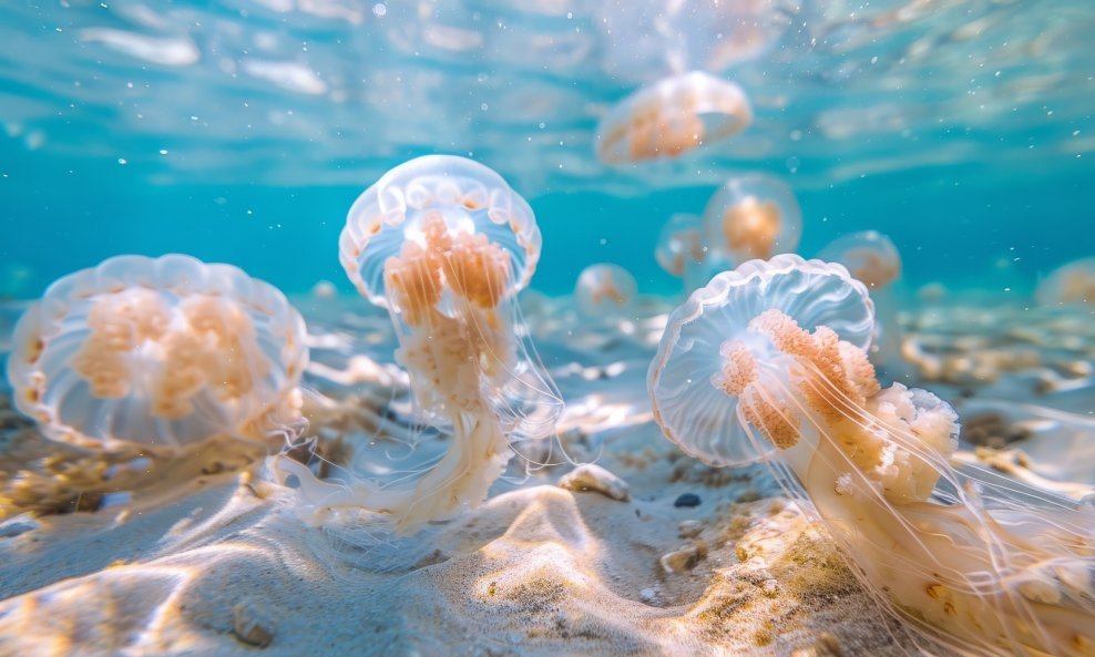 Kompas meduza