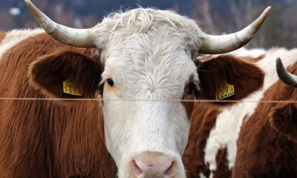 Krave, ilustrativna fotografija