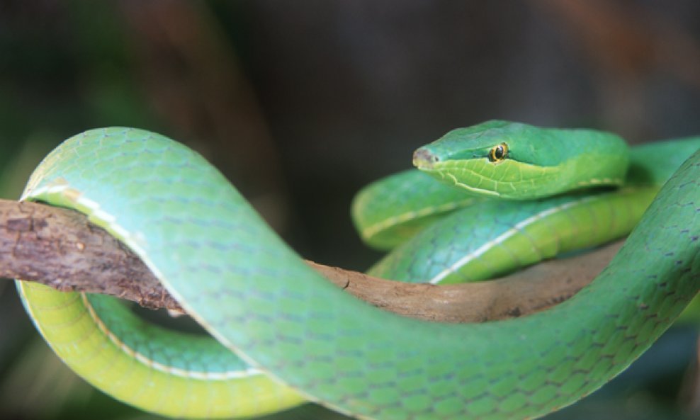 zelena zmija