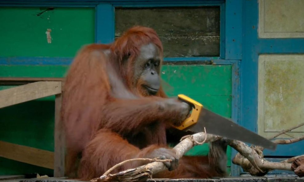 orangutan