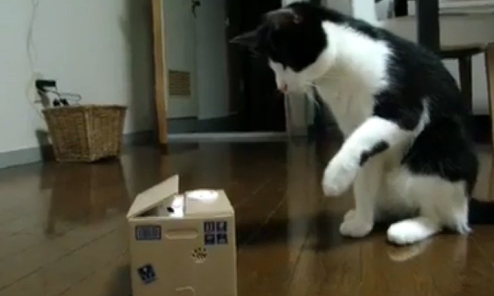 macak i igracka funvideo