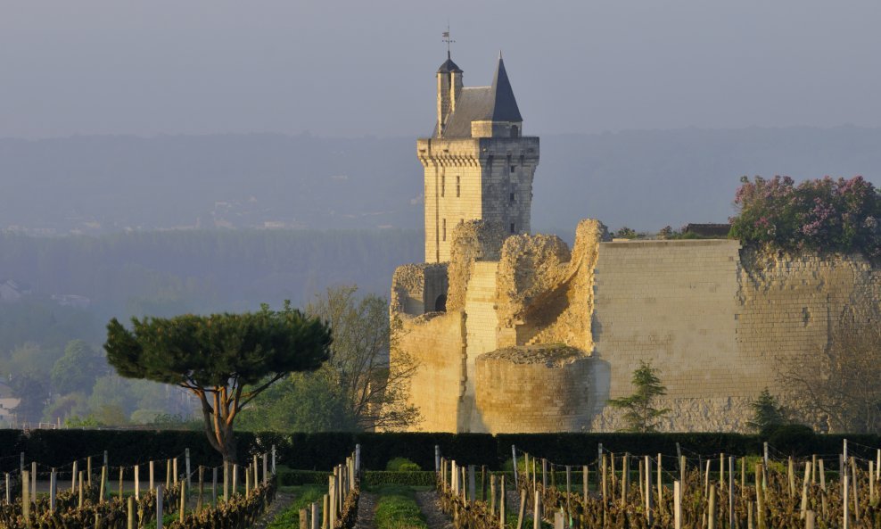 Vinograd dolina Loire