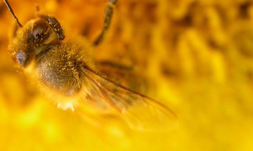 pčela cvijet pelud žuto