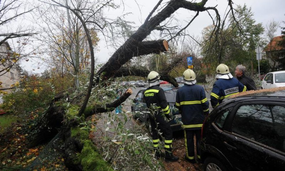 vjetar srušena stabla srušeno drvo