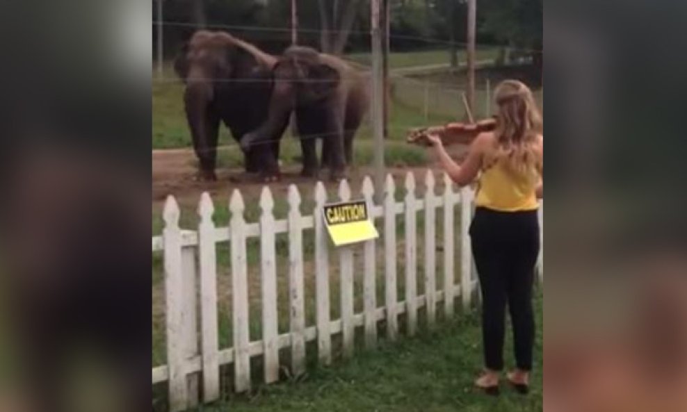 Eleanor Bartsch slon funvideo