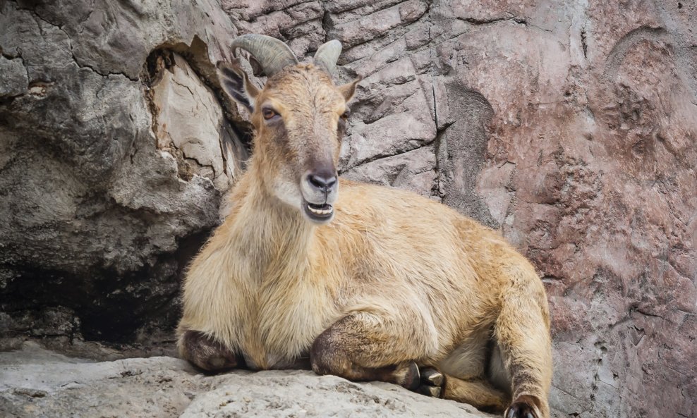 himalajski tahr