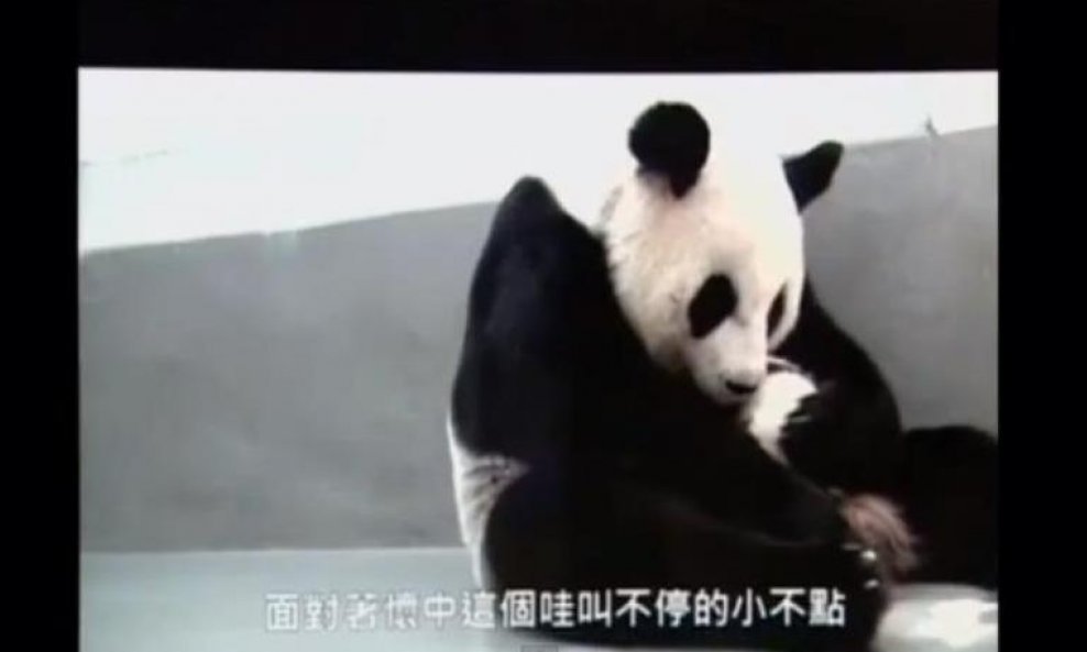 panda funvideo