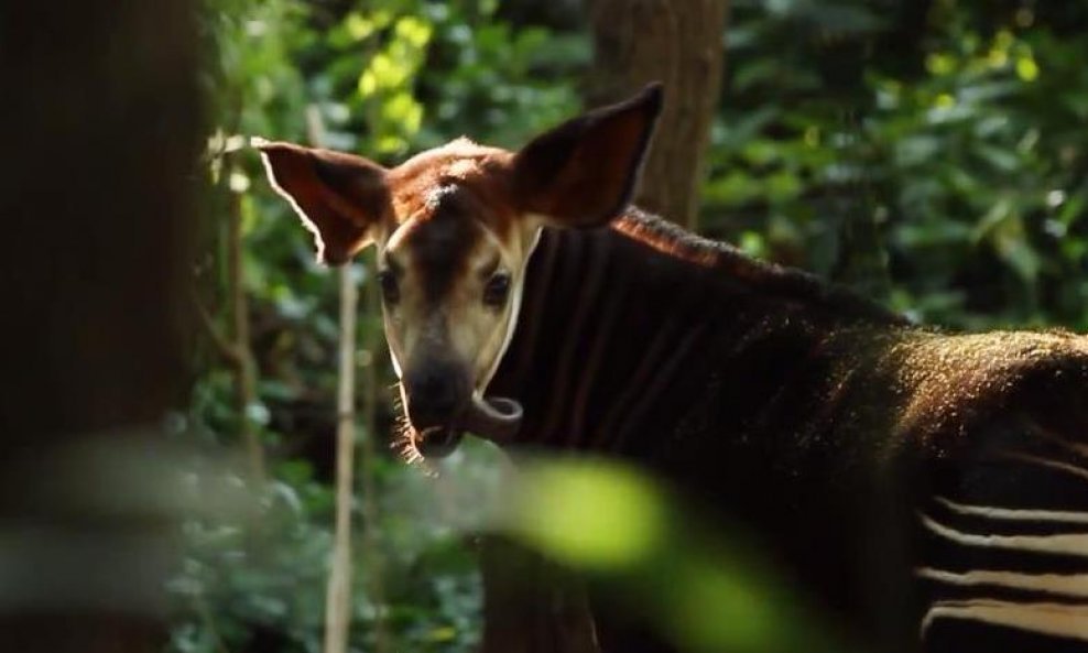 okapi funvideo