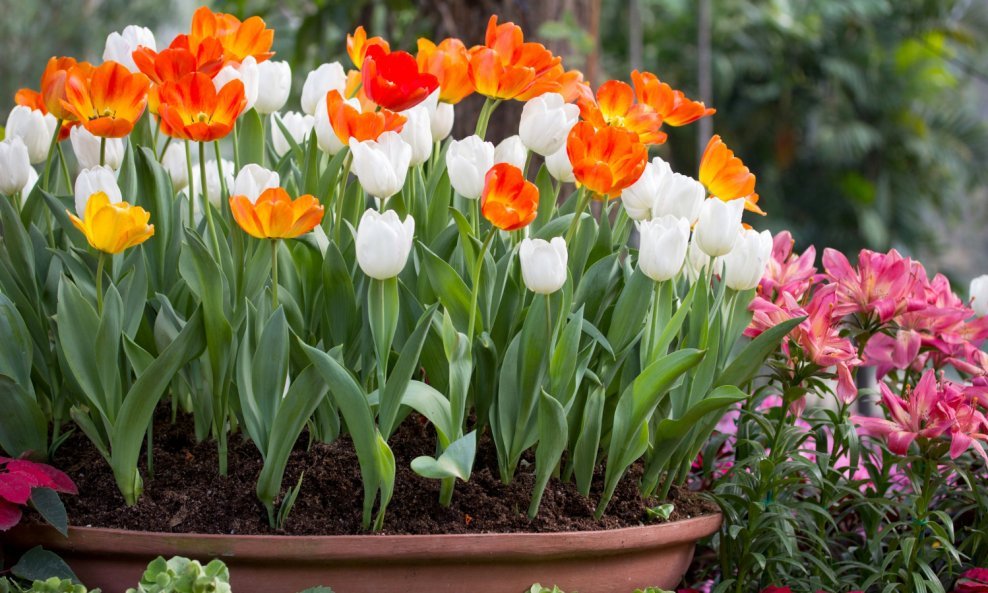 Tulipani