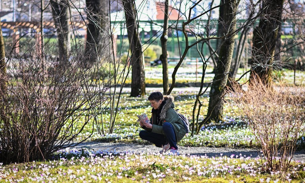 Proljetnice, ilustrativna fotografija