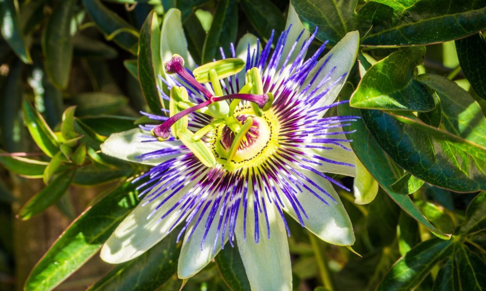 Pasiflora