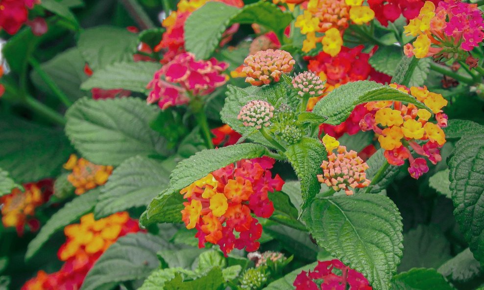Lantana