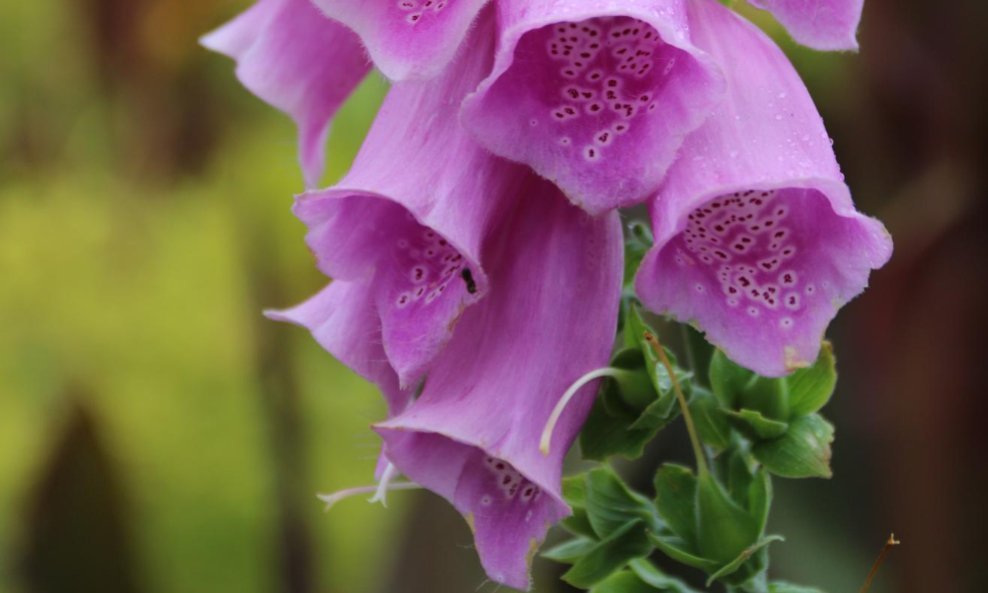 Digitalis ili naprstak