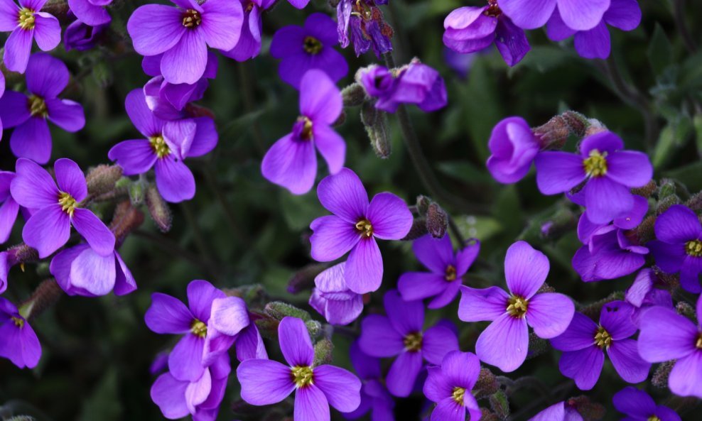 Pavitina ili klematis